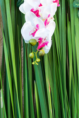 The plastic orchid with green background