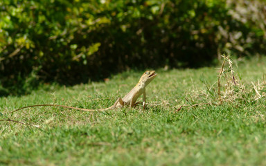 Lizard on the grass
