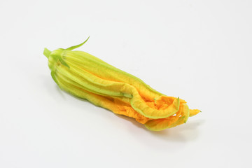 Zucchini  pumpkin flower