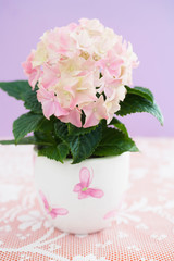 Obraz na płótnie Canvas Pink hydrangea flower in a flowerpot with butterflies