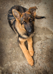 Young Shepherd puppy