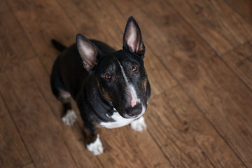 english bull terrier