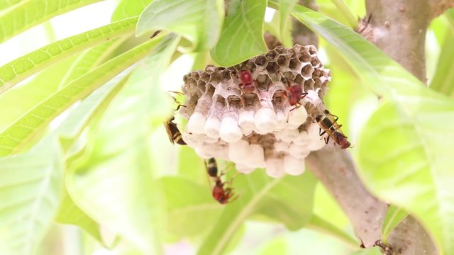 Wasps are nest and larvae inside