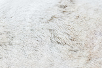 Dog fur texture