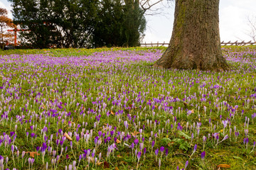 Fototapeta premium Frühling lässt grüßen