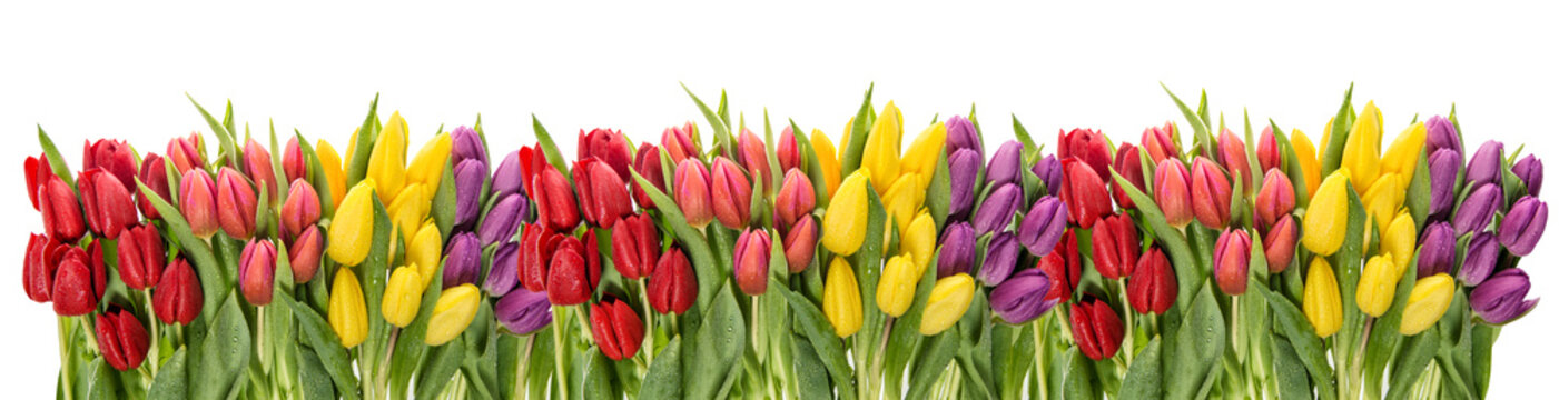 Fototapeta Krople wody świeże wiosenne tulipany. Granica kwiatowa