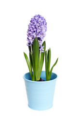 A blossom hyacinth in blue pot, isolated on white background