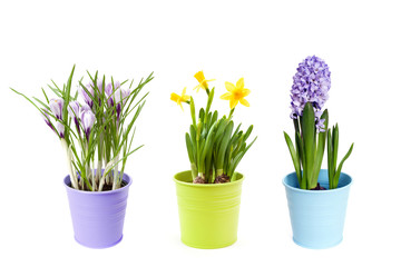 Spring flowers in pots, isolated on white background - 104756375