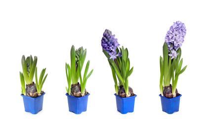Four stages of hyacinth blossoms, isolated on white background