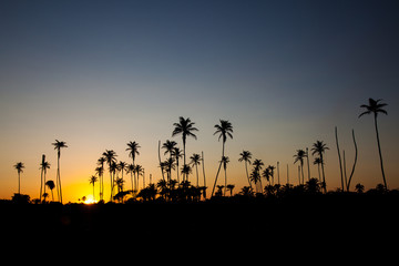 Golden Sunset