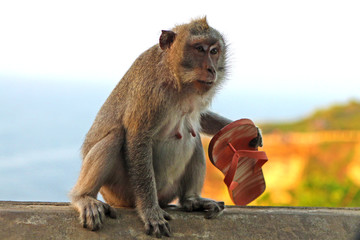 Monkey stolen flip flop