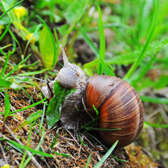 Big Crawler snail