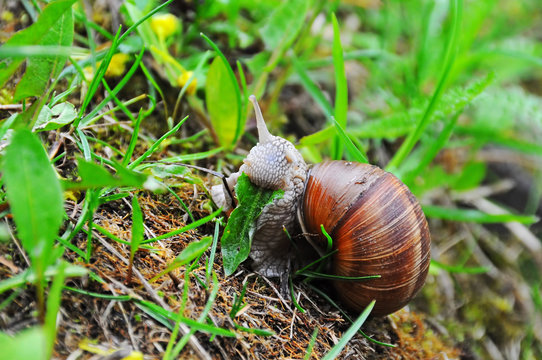 Big Crawler snail