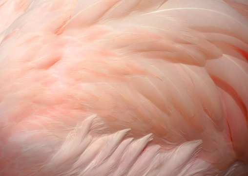 Fototapeta Pink flamingo feathers delicate soft for background.