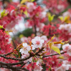 close up shot of sakura flowers, cherry blossom in early spring with shallow depth of field