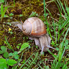 Big Crawler snail