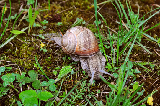 Big Crawler snail
