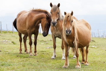 Naklejka na ściany i meble horses grazing in green mountains of Cap Ortegal, Galicia, Spain