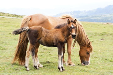Obraz premium horses grazing in green mountains of Cap Ortegal, Galicia, Spain