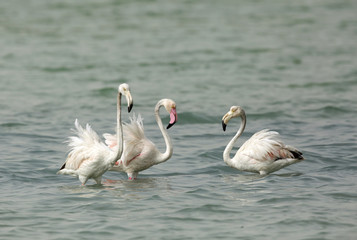 Obraz premium Greater Flamingos