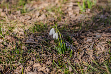Snowdrops in the woods in the spring. Ukraine.
