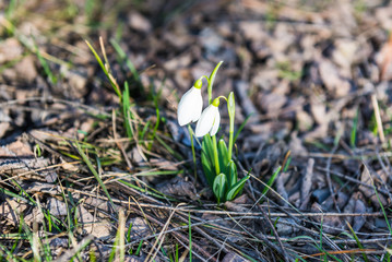 Snowdrops in the woods in the spring. Ukraine.
