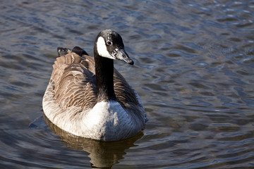 ruddy duck swims on lake waters