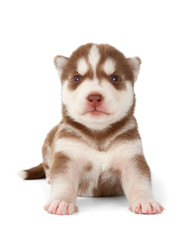 Fototapeta premium Siberian cooper red husky puppy