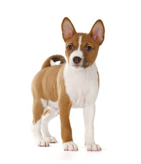 Basenji puppy