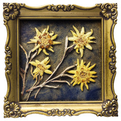 Aged edelweiss in picture frame