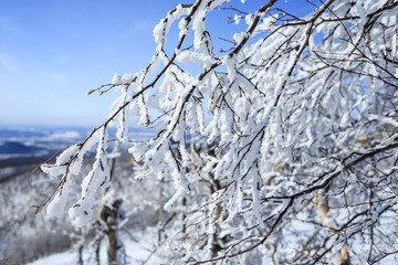 Winter tree brunch in the snow
