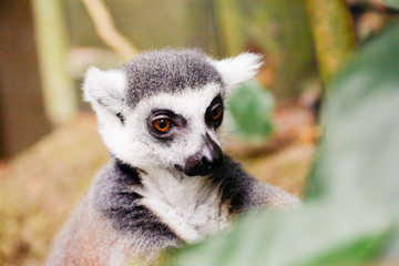 Ring-tailed lemur (Lemur catta)