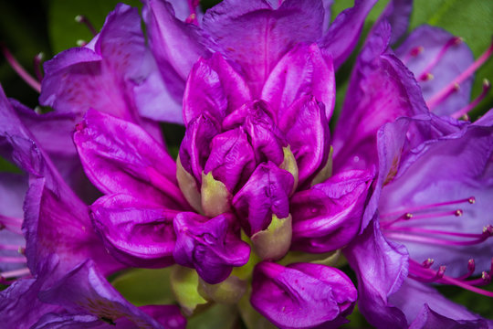 Rhododendron Bl&uuml;te - Secret Garden