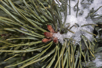 сосна дерево макро © valteru