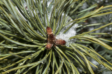 сосна дерево макро © valteru