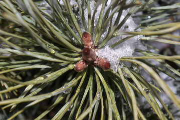 сосна дерево макро © valteru