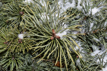 сосна дерево макро © valteru