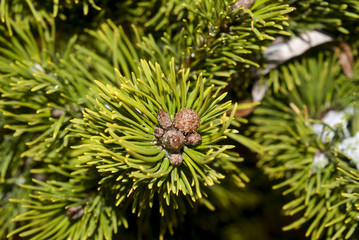 сосна дерево макро © valteru