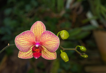 orchid flower bloomed