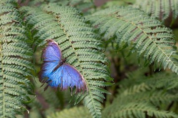 Grosser Schmetterling im Garten © UrbanExplorer