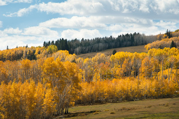 Fototapeta premium Aspens in Fall, Utah, USA