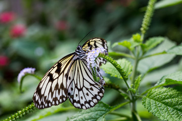 Fototapeta na wymiar Grosser Schmetterling im Garten