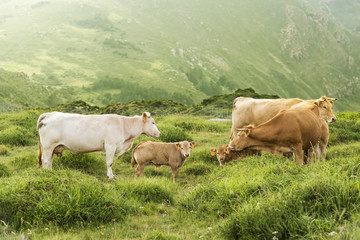 cows and calves grazing in the green mountains of Cape Ortegal, Galicia, Spain