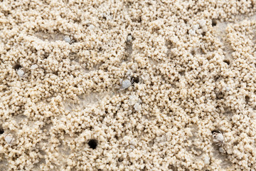 Ghost crab hole on the beach