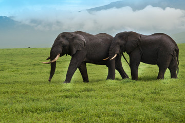 Naklejka na ściany i meble Two bull elephants in Ngorongoro Crater, Tanzania, Africa