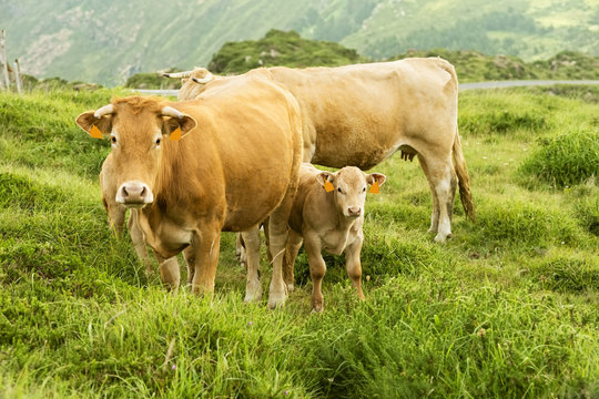 cows and calves grazing in the green mountains of Cape Ortegal, Galicia, Spain