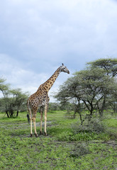 Giraffe grazing in Serengeti National Park of Africa