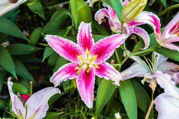 Zephyranthes flower. Common names for species in this genus include fairy lily, rainflower, zephyr...