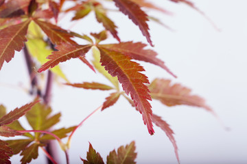 Acer palmatum leaves