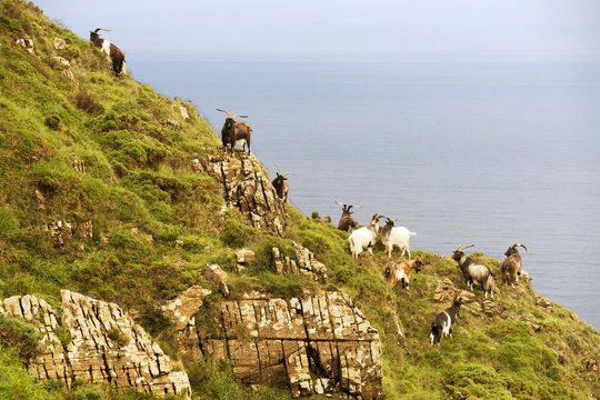 wild goats on the cliffs of Cape Ortegal, Galicia, Spain, Atlantic sea